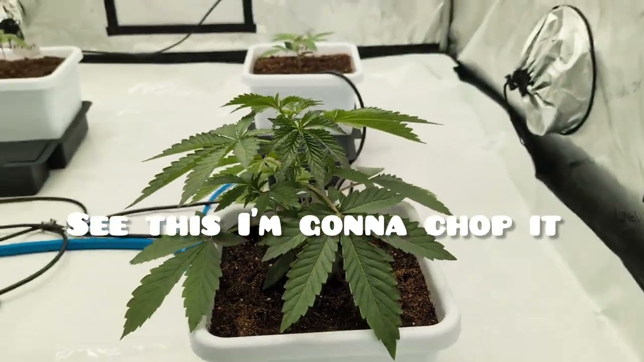 I topped papaya sherbet from fast buds