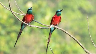 Northern Carmine Beeeaters. Flaming red birds. #mandai #birds #mandaibirdparadise