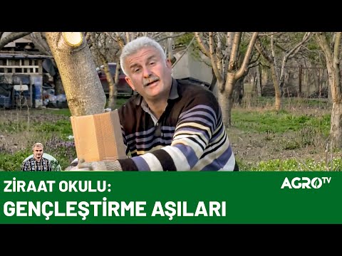 Eğri bir ağaca aşı nasıl uygulanır? A'dan Z'ye Aşılama / AGRO TV