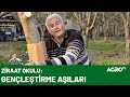 Eğri bir ağaca aşı nasıl uygulanır? A'dan Z'ye Aşılama / AGRO TV