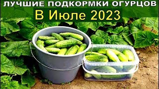 СРОЧНО! ЛУЧШИЕ ПОДКОРМКИ ОГУРЦОВ В ИЮЛЕ Огурцов теперь полно