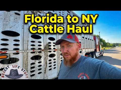 Long Haul Cattle Run: Old Truck,  Florida Heifers to NY!