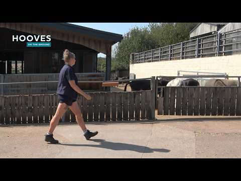A day in the life of a Groom | Hooves on the ground