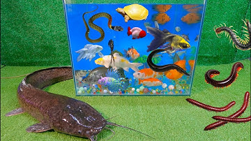 Tổng hợp các video cá cảnh đẹp, động vật dễ thương, cá trê khổng lồ, cá da trơn, cá thần tiên