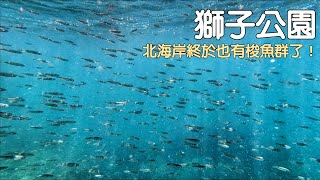 北海岸終於也有梭魚群了！-獅子公園| 自由潛水| 攻略| 東北角潛 ... 