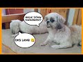 STRING BEANS IS LIFE! | MAKUKULIT NA SHIH TZU! 😆 | Princess Shih Tzu fur life