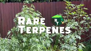 Rare Terpenes | Disco Inferno