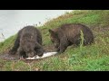 Ecological Interactions and Community Dynamics in Ecosystems