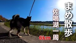 黒柴犬まめ蔵日記 Youtube