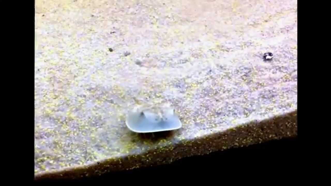 Mini horseshoe crab eating sand. YouTube