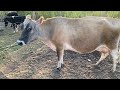 COMPREI UMA VACA JERSEY LEITEIRA - VEJA O PREÇO