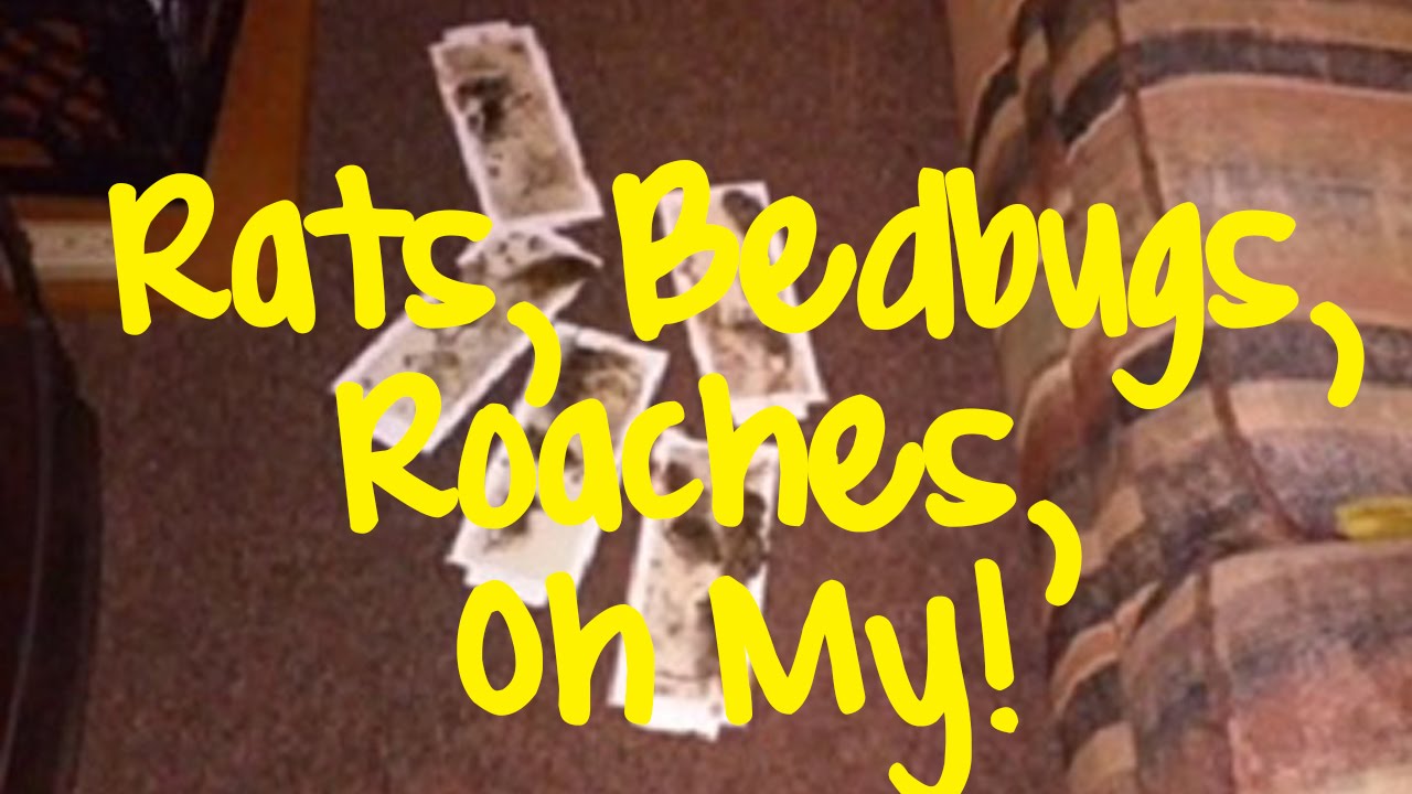 Apartment Building Has Roaches pontiac, mich. low-income apartment building overrunrats Apartment Building Has Roaches pontiac, mich. low-income apartment building overrunrats