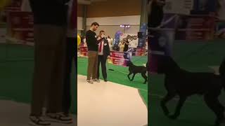 INTERNATIONAL DOG SHOW / DEUTSCHDRAHTHAAR BRIT EGER UNEVERSAL. #shorts #dog #deutschdrahthaar