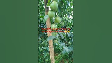 vườn RP9 của Đại lý Phạm Vỹ tại Gia Nghĩa, Đắk Nông 🥰🍋🌱