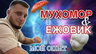 МИКРОДОЗИНГ Ежовик /Красный мухомор / Пантерный мухомор