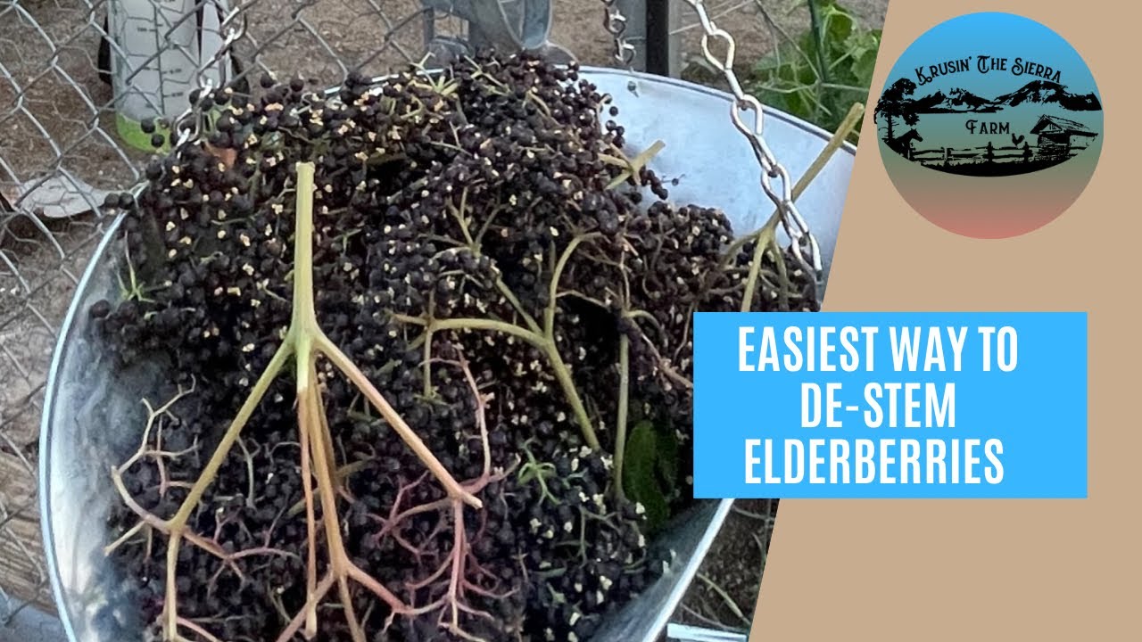 How To DeStem Elderberries The Easy Way YouTube