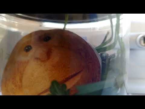 Kokonk Konkaptivity Fly Go Konko Bonk 