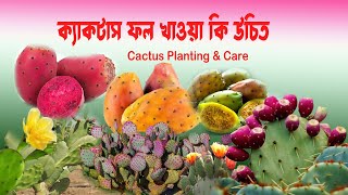 ফণীমনসা ফলের পুষ্টিগুণ ও উপকারিতা Cactus Planting & Care Cactus fruitক্যাকটাস Cactus fruitviral