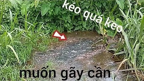 Câu Cá Rô Đồng, giật run tay,kéo muốn gãy cần toàn cá trê cá rô khủng,#caucatv186#cauca tổng hộp