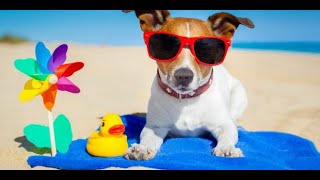 Why Do Dogs Love to Lay In The Sun? Ep1