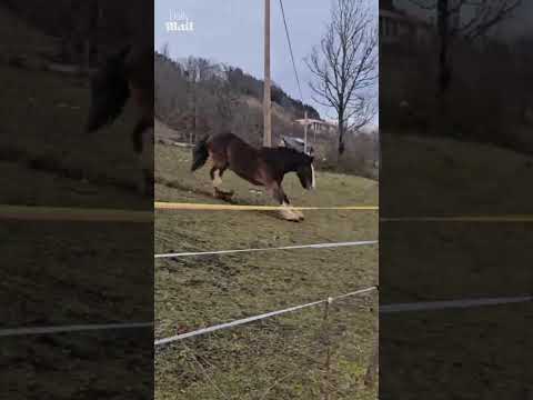 Horse slides down