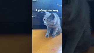 #cat #кошки #работа #юмор #shorts  я работать не хочу 😸