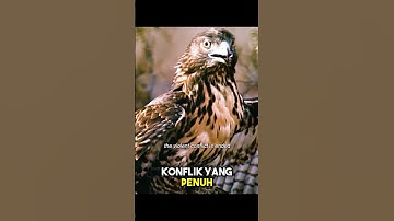 Pertarungan Sengit: Ular vs Elang, Siapa yang Menang? #wildlife #amazing #animals #fyp #short