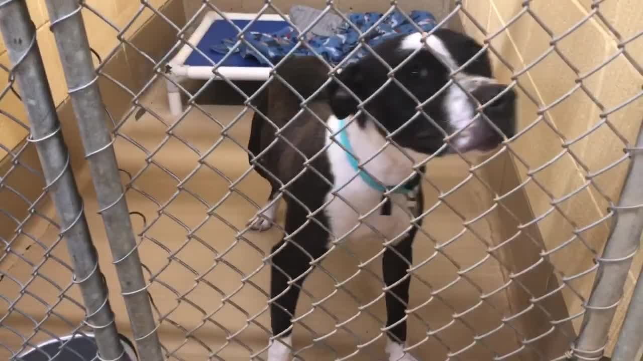 Huntsville Animal Services Adoptable Dogs Shelter Tour YouTube Huntsville Animal Services Adoptable Dogs Shelter Tour YouTube