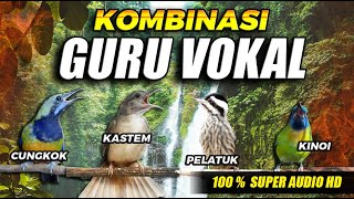 KOMBINASI GURU VOKAL TERBAIK Untuk Segala jenis Burung Murai Batu, Cucak Ijo, Kacer, Cendet