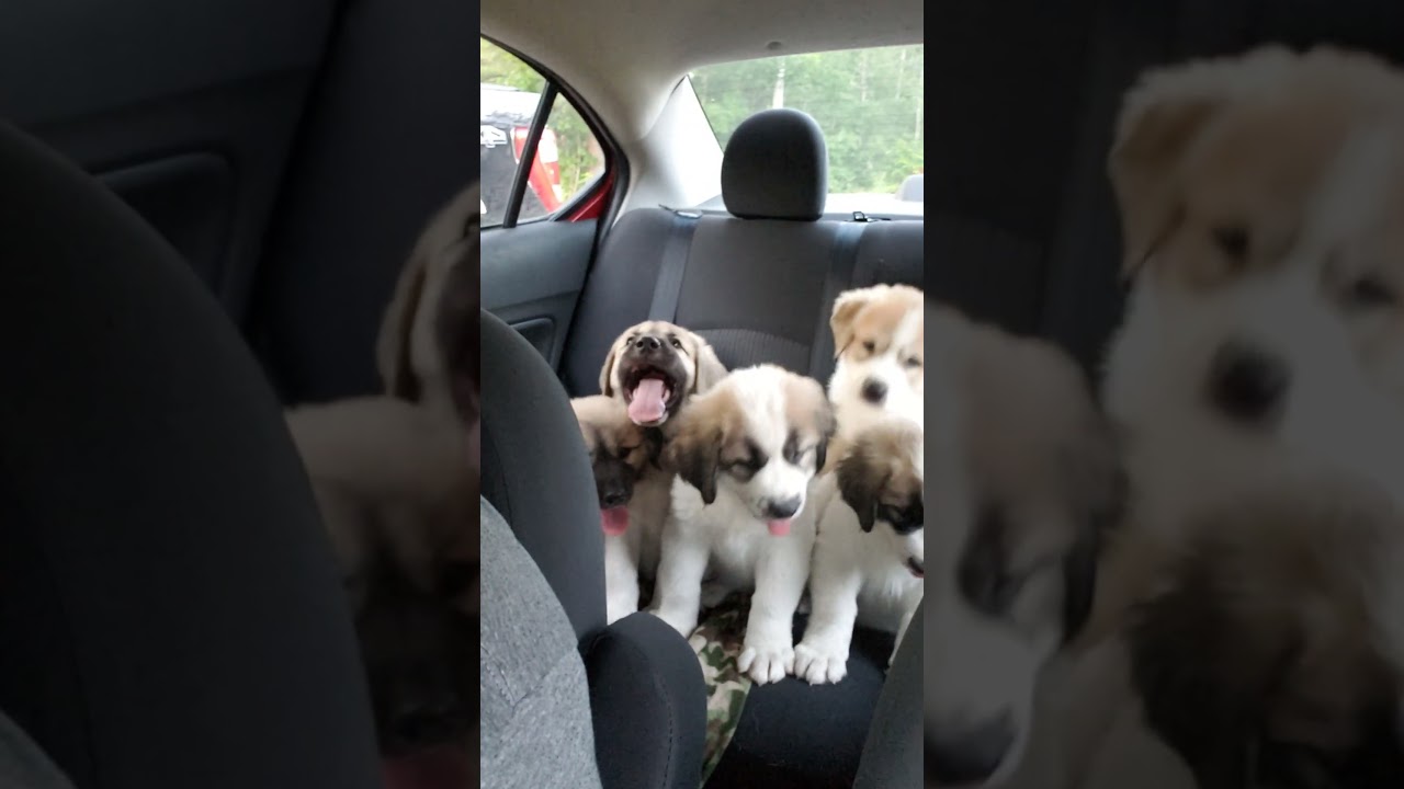 Puppies First Car Ride 