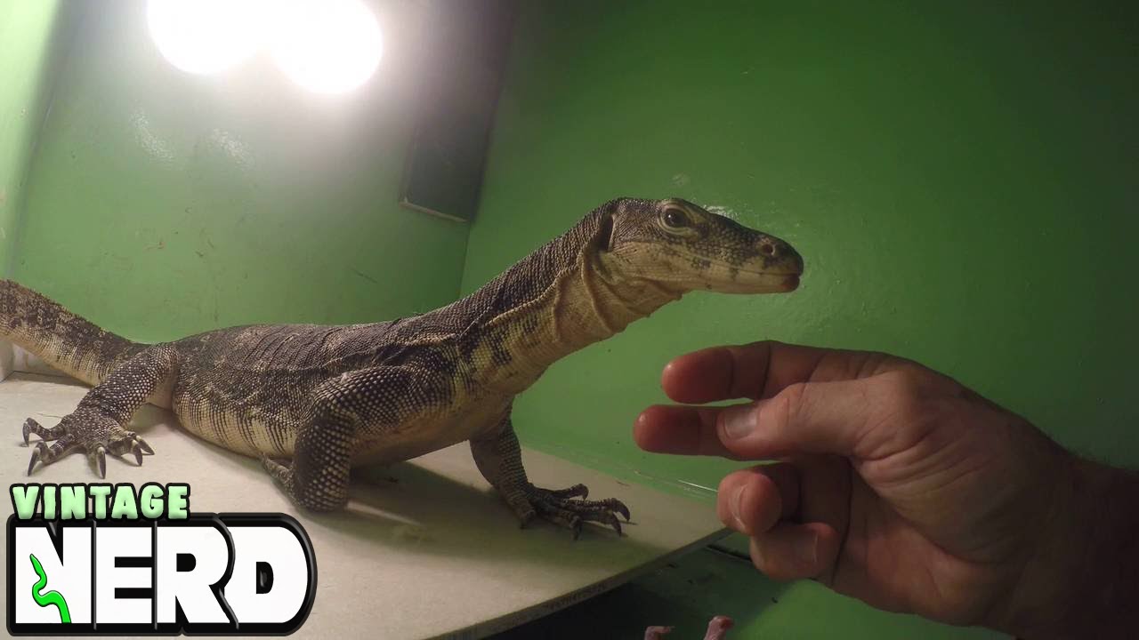 vlogs in spanish NERD TNEG Albino Water and Black Black Dragon Varanus Salvator