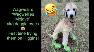 Higgins try’s on doggie boots  wagwellies  doggie crocs