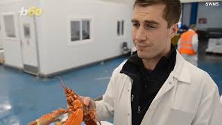 Super Rare One In Thirty Million, Den Lobster Just Found Is Now Quite The Celebrity