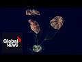 Artemis II returns: NASA spacecraft makes splashdown in Pacific Ocean following lunar voyage | FULL