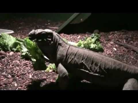 watershed new pet 07/18/11
