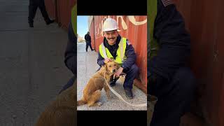 USCG Short: An unexpected stowaway! #dogrescue