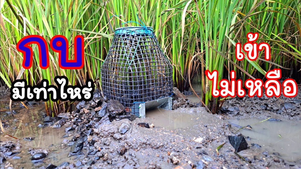 วิธีดักกบไห้ได้ผลดี