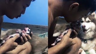 Man Revives Newborn Puppy Having Breathing Problems