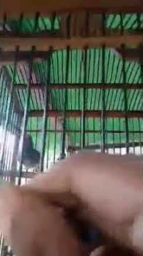 Suara pikat burung prenjak tarung anti zonk