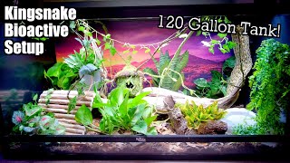 NEW King Snake Enclosure Upgrade  IT'S BIOACTIVE!