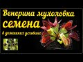 🌱Семена венериной мухоловки в домашних условиях ЛЕГКО