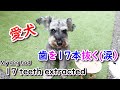 ENG SUB「犬の歯石除去＆抜歯」17本も抜くことに！抜歯前と後の口内の状態は？17 teeth extracted. Inside the mouth BEFORE and AFTER.