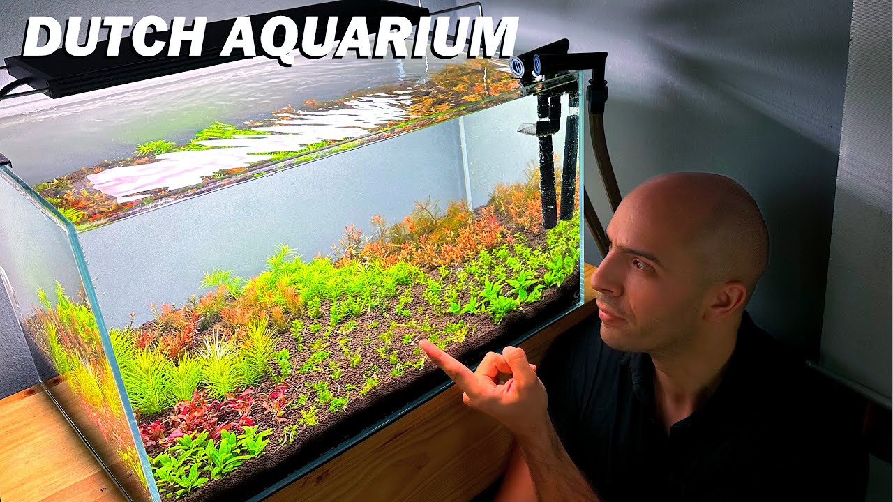 ASI INICIO MI NUEVO ACUARIO  ESTILO HOLANDÉS