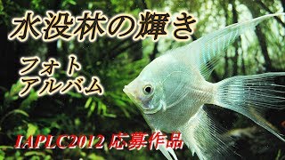 No.005 水没林の輝き フォトアルバム "Brilliance of Submerged Forest" Photo Album