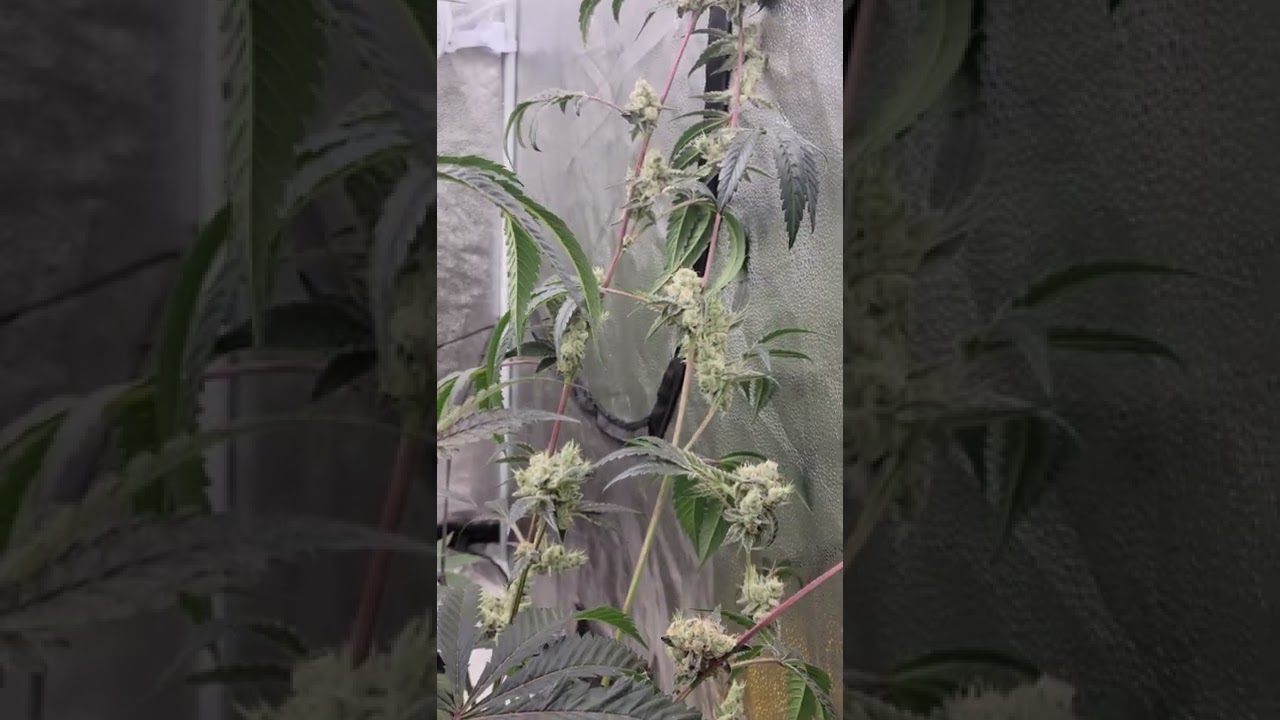 Mando from solfire genetics day 63 / Yoda cut