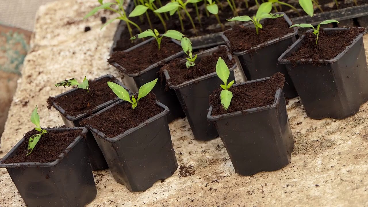 Domaćine kako radiš 22.02.2021. Proizvodnja rasada, povrće, Banatski Brestovac, Ralja