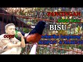Pancingan Murai Batu Satu Ini Sukses Bikin Murai Macet Total Seketika Langsung Respon Narung Mp3 - Mp4 Download