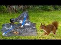 How to make squirrel trap with plastice bottle  trap using plastice bottle 100 working method