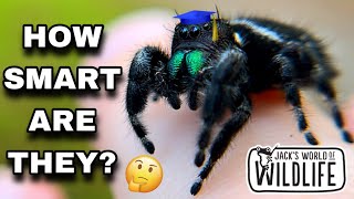 JUMPING SPIDERS!! How SMART Are They REALLY???
