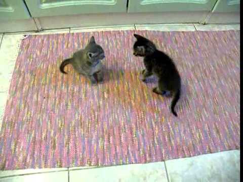 Videó: Ehetnek-e A Macskák Emberi Táplálékot?